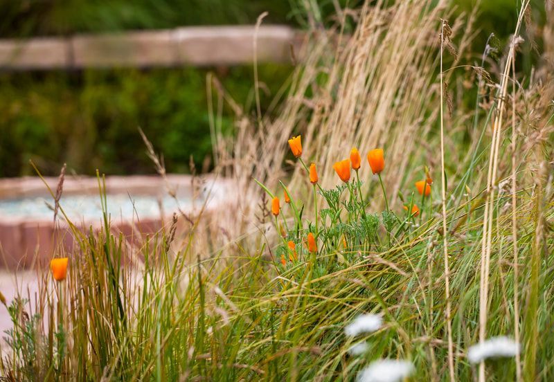 A bunch of flowers are growing in the grass near a pool.