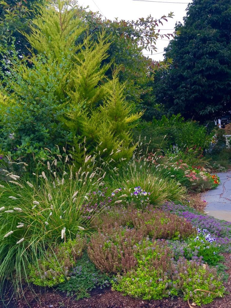 A garden filled with lots of plants and trees