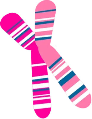 Pink and patterned chromosome graphic.
