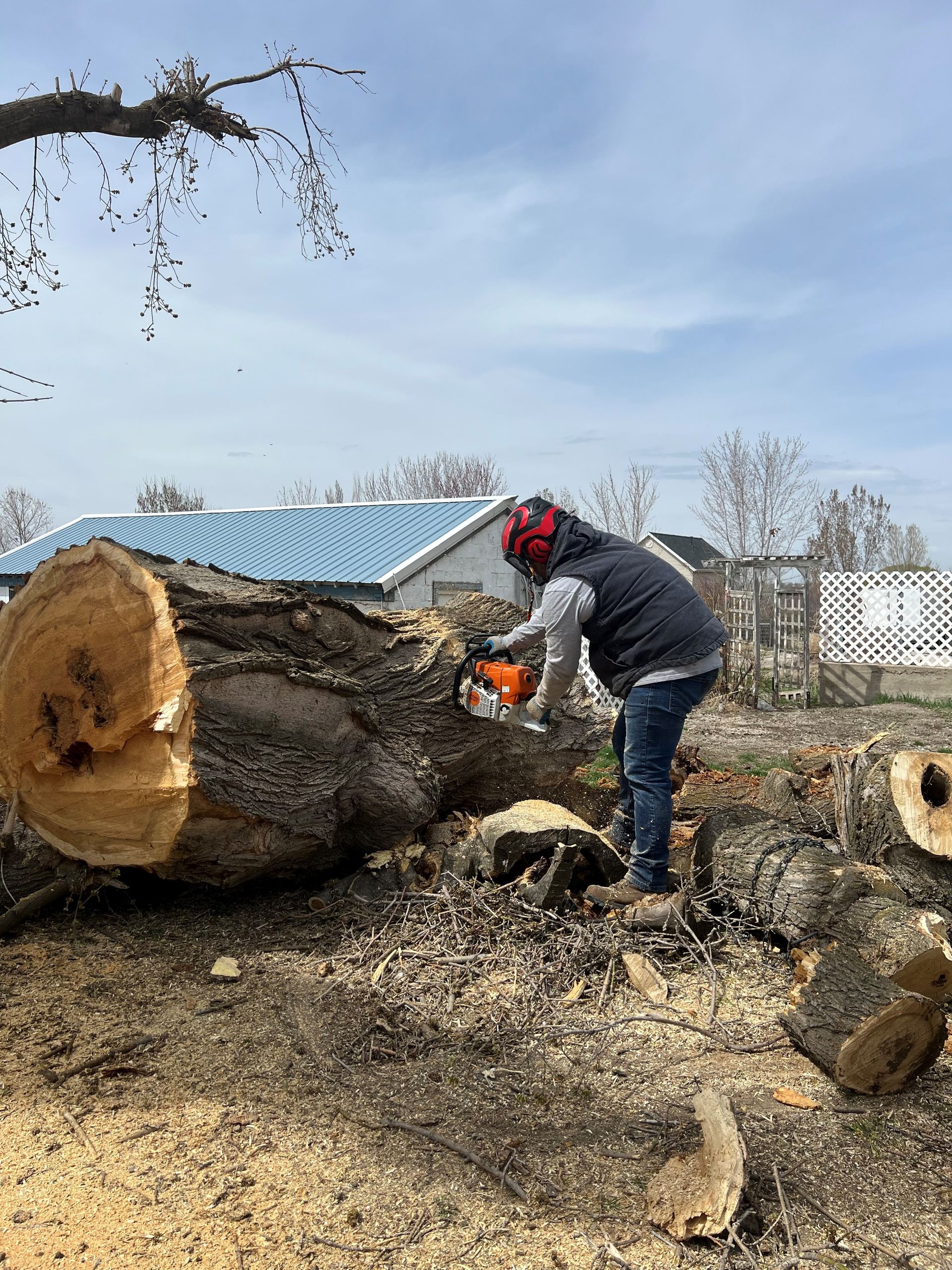 Cutted Tree Across The Road | South Ogden, UT | Tea’s Timber Tree