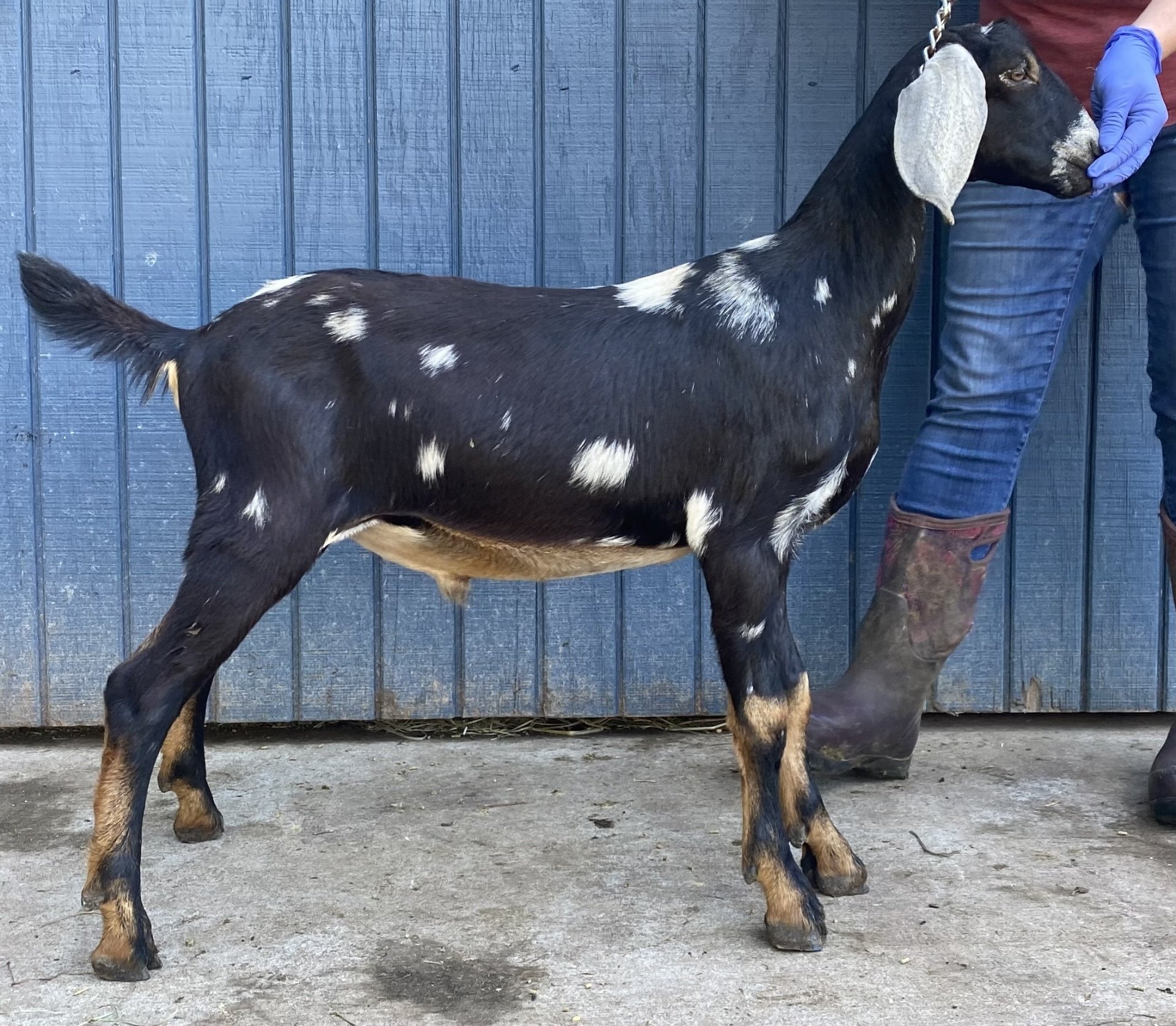 Hooligans Family Dairy Goat Farm