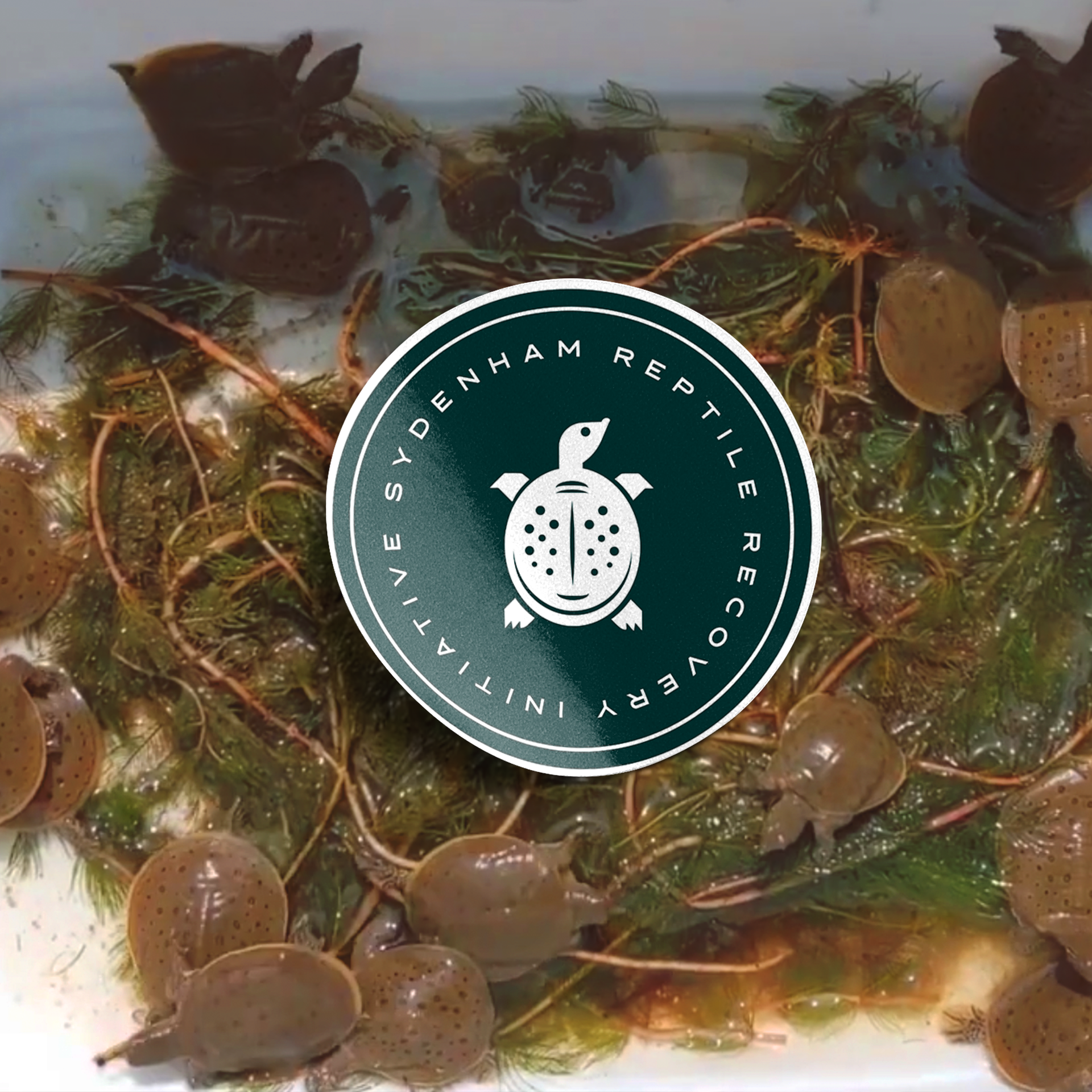 Softshell turtles in water with aquatic plants, Sydenham Reptile Recovery logo.