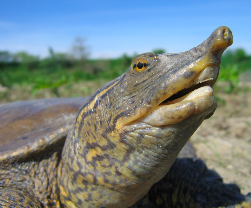Softshell turtle with a long snout, open mouth, and yellow eyes. Sunny, outdoor setting.