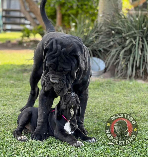 cachorros mastin napolitano en Balboa Beach