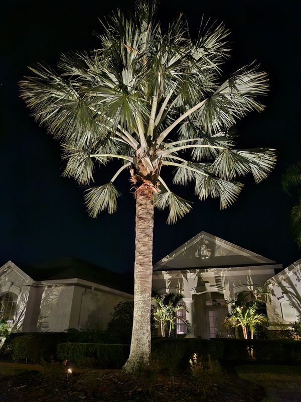 Two palm trees are lit up in front of a house at night.