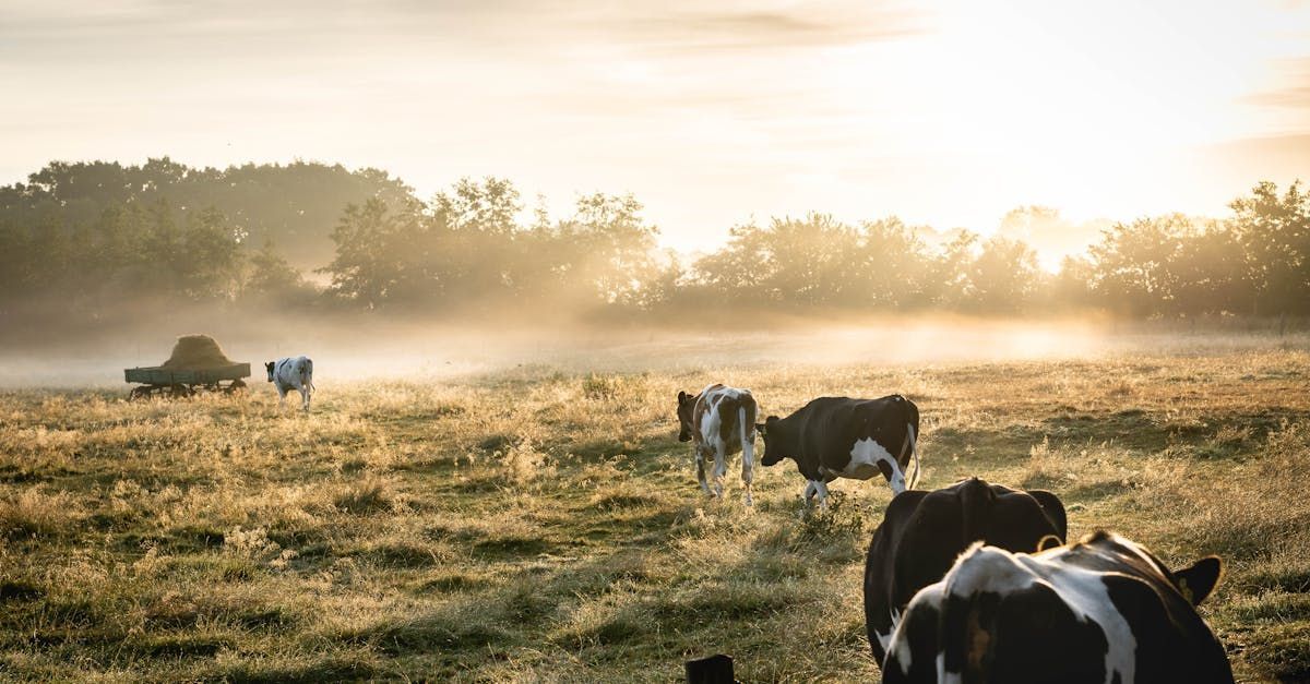 Local milk deliveries