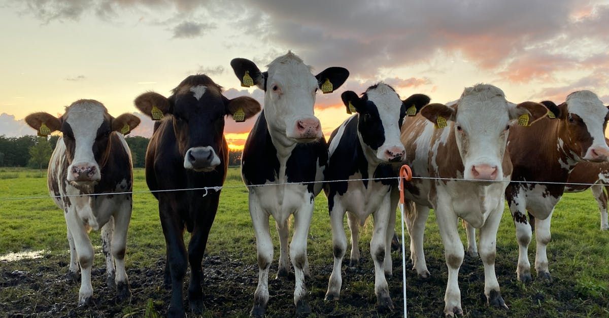 Group of young dairy cows standing at a wire fence during sunset on a lush dairy farm field.