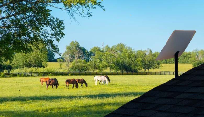 Horses graze in a green pasture under a clear blue sky, with a Starlink dish on a rooftop in the foreground.