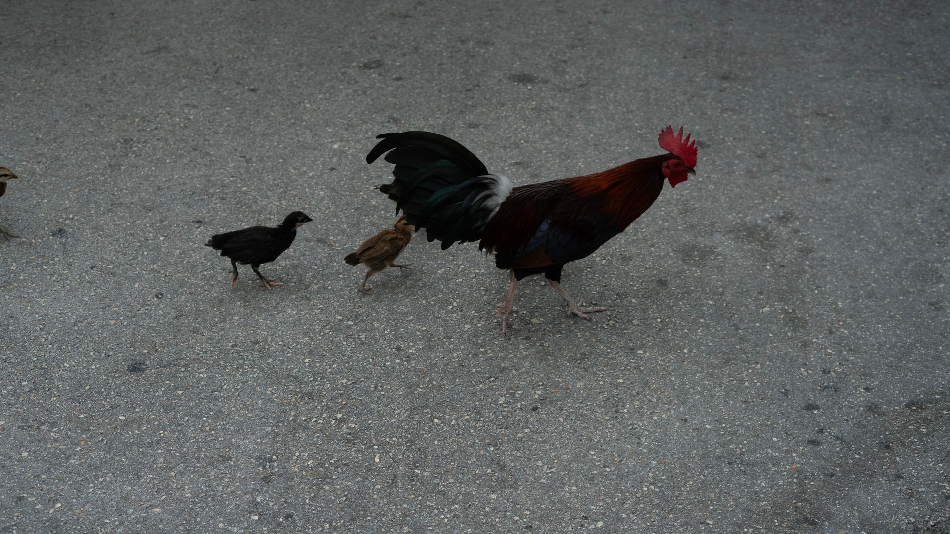 Colorful rooster and baby chicks walking freely on the streets of Key West, Florida’s famous island with roaming chickens