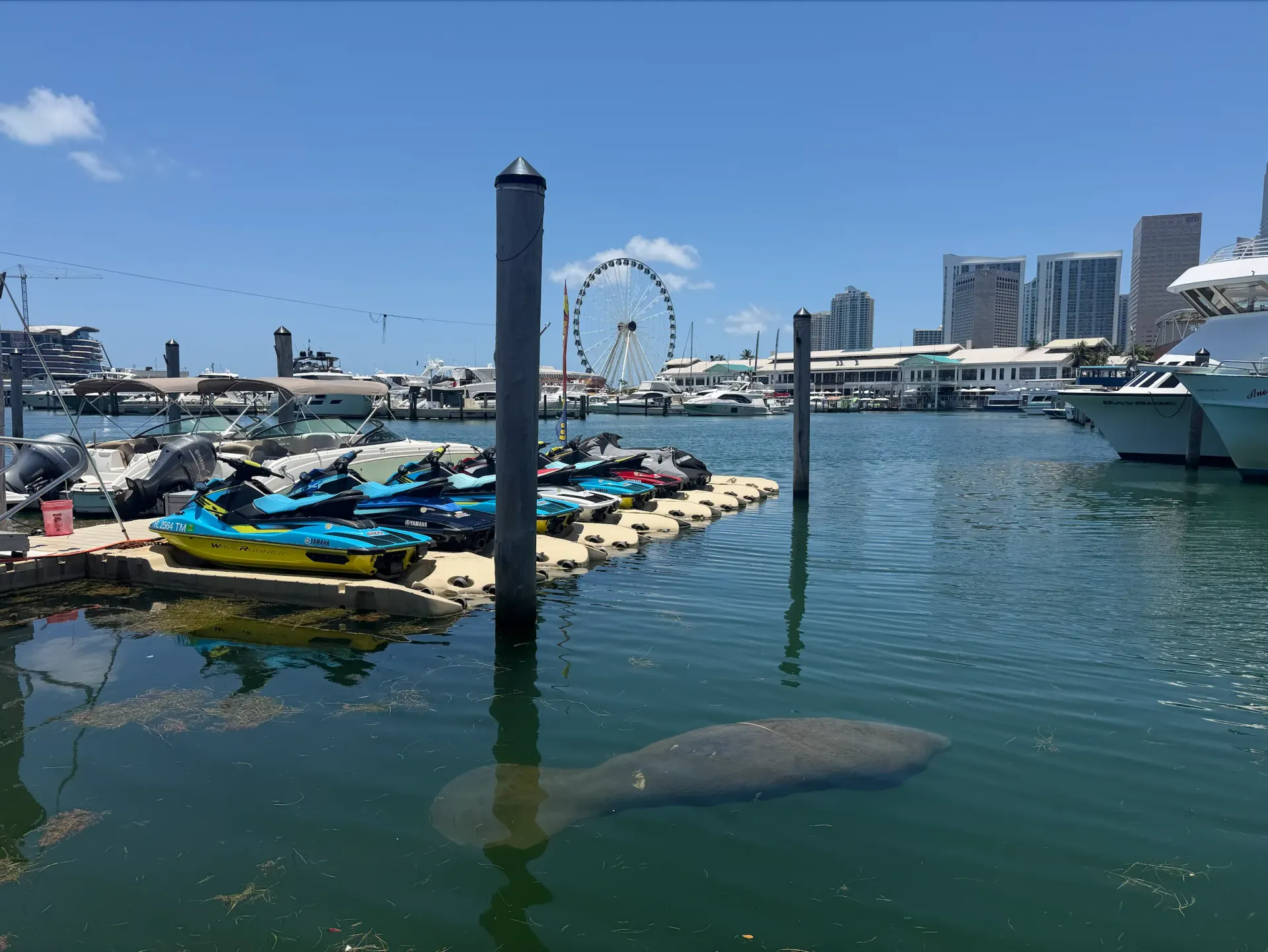 Wild Florida manatee swimming near jet skis at Bayside Marketplace on Biscayne Bay