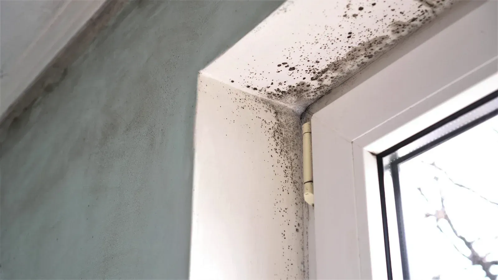 Mold growing on a window frame and surrounding wall.