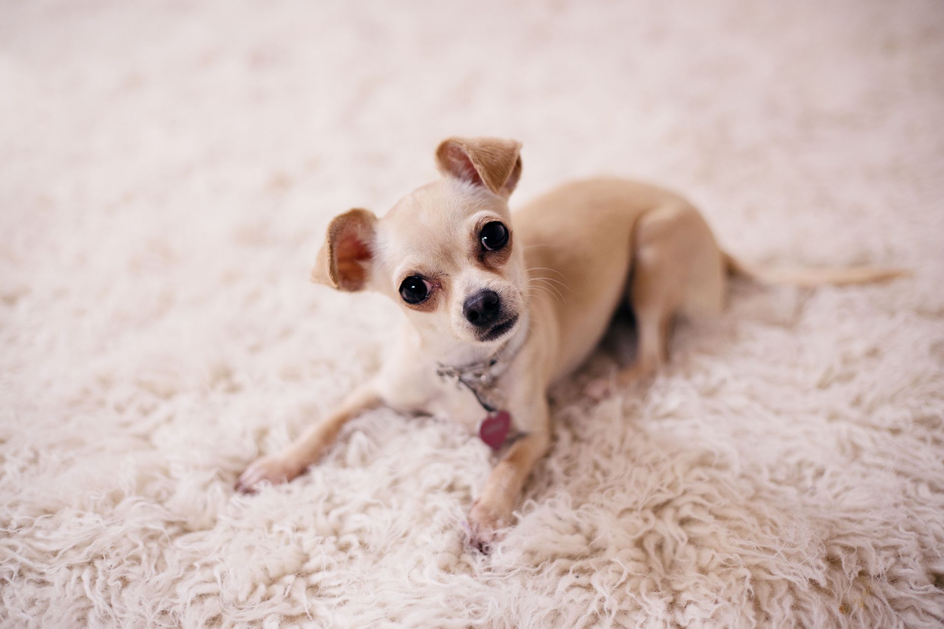 Dog on Carpet in Westbrook, ME