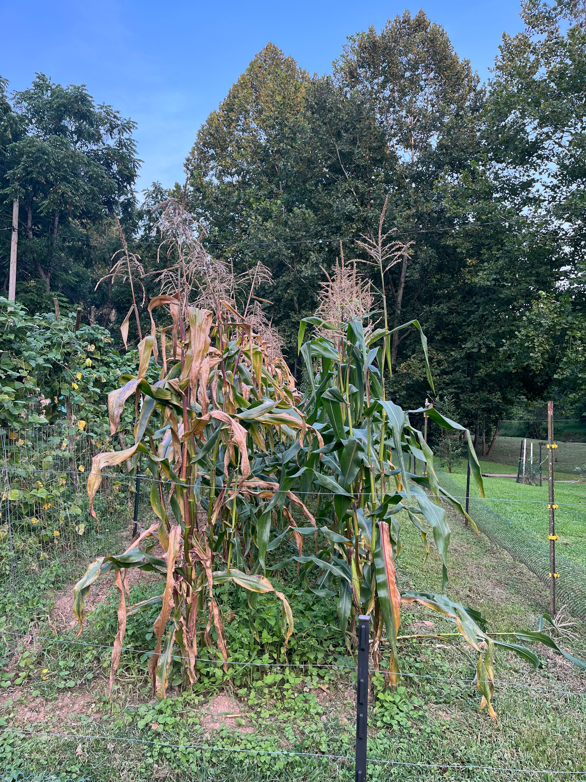 What Is Biochar? Everything You Need to Know