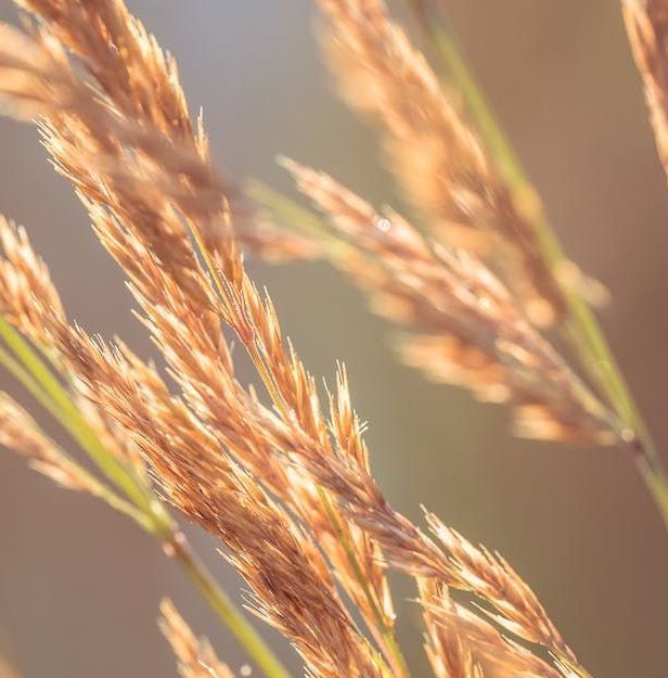 A close up of a tall grass plant with a blurry background.