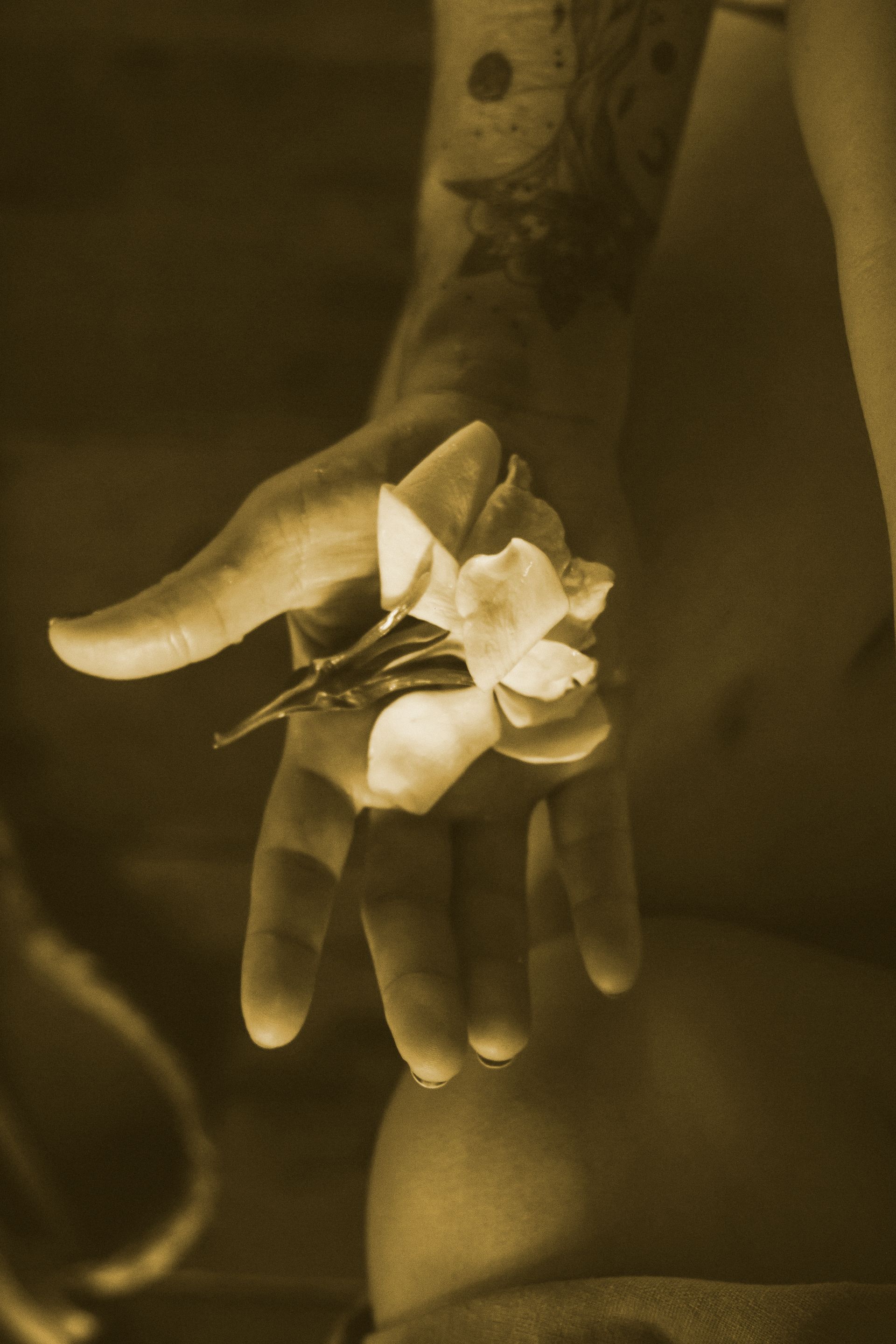 Mão segurando uma flor branca sobre um fundo em tons de sépia.