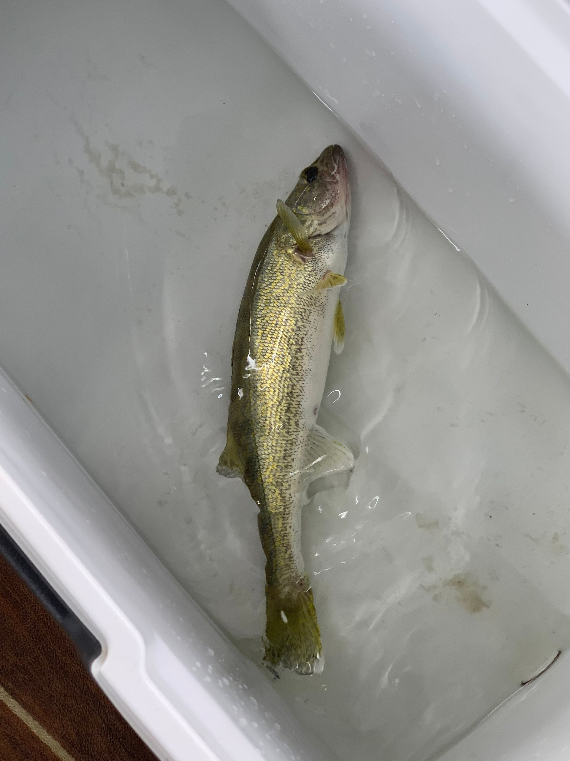 A small fish is swimming in a tub of water.
