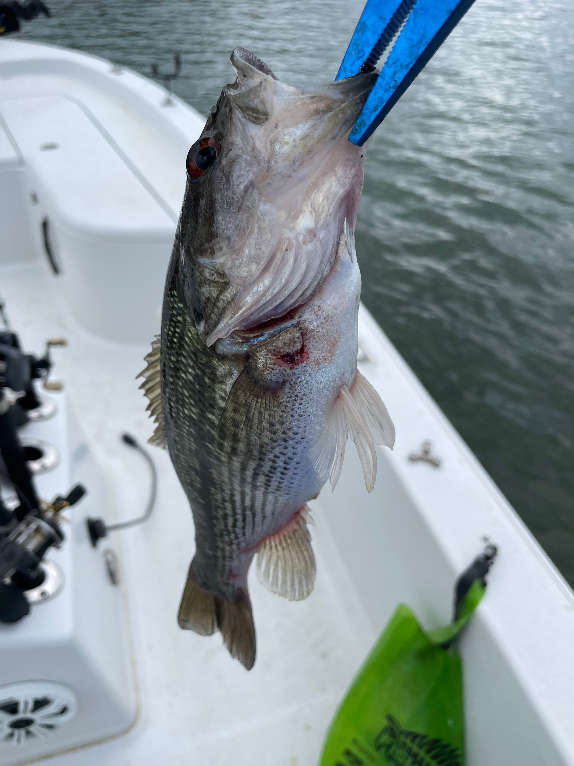 A fish is being held in a pair of tweezers on a boat.