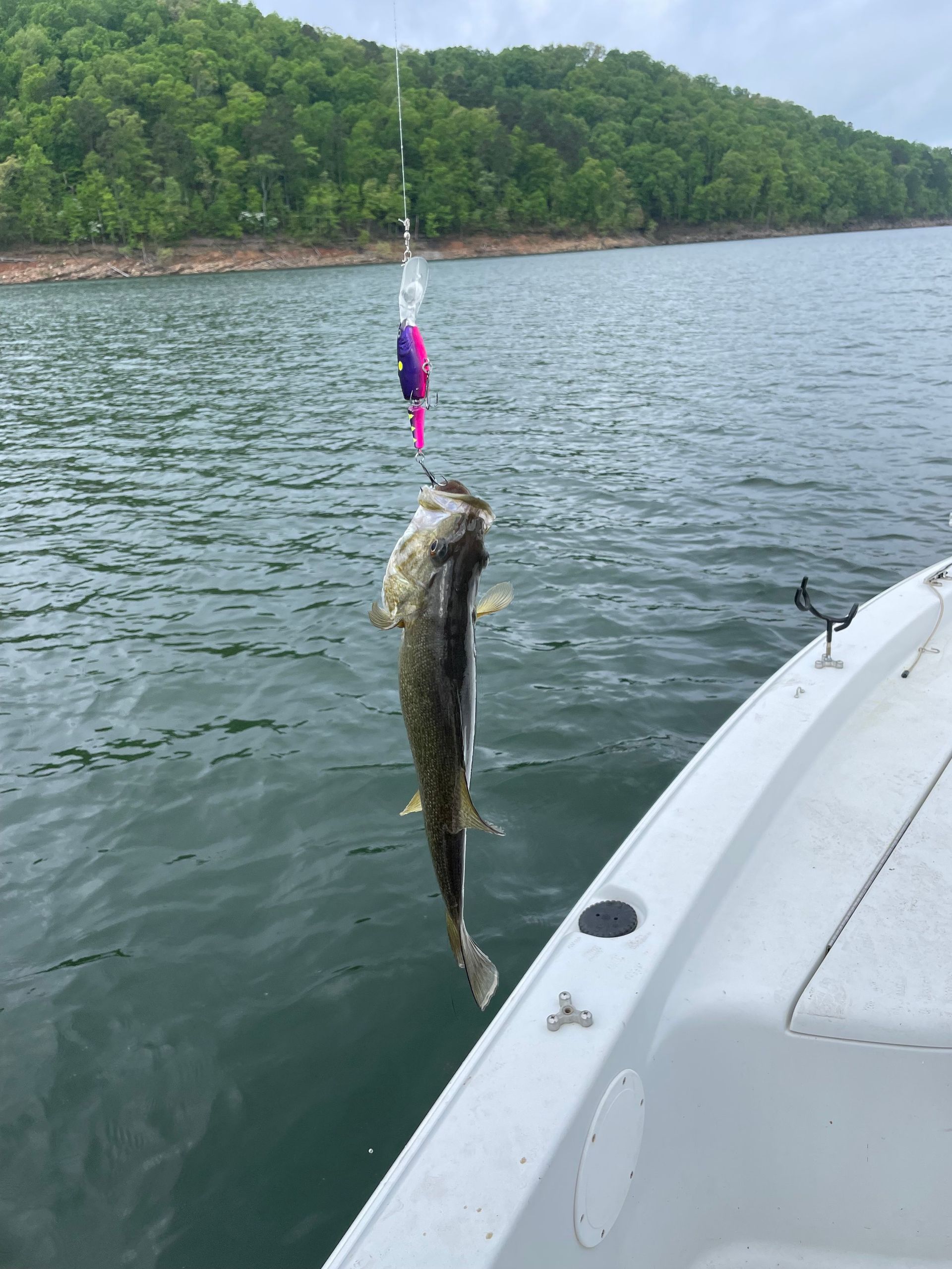 A fish is hanging from the side of a boat in the water.