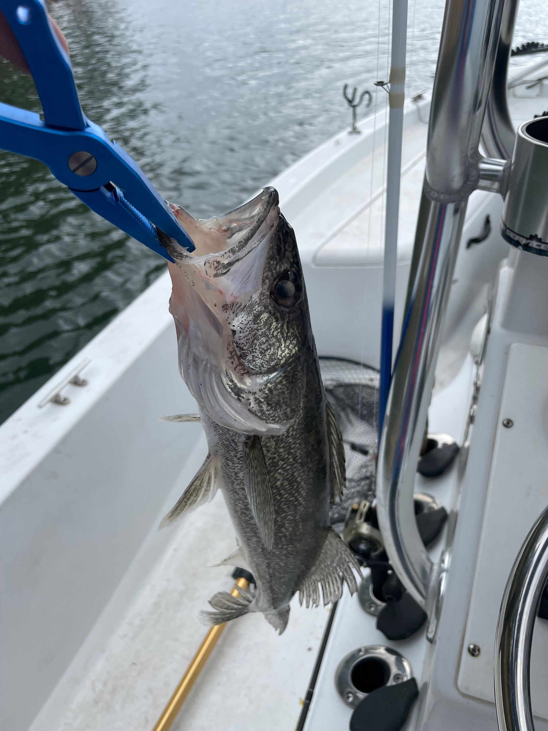 A person is holding a fish in their hand on a boat.