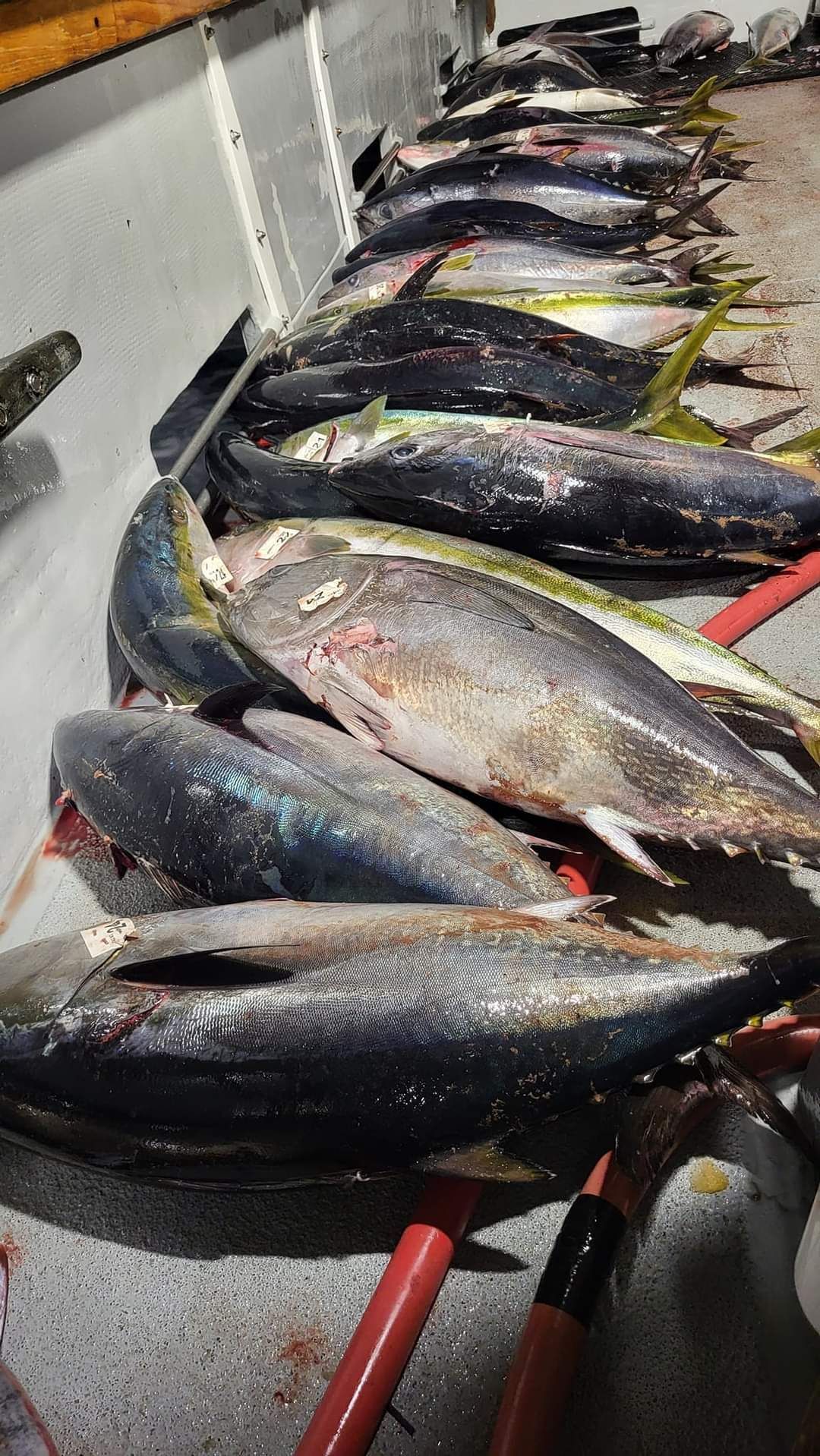 A bunch of fish are sitting on top of each other on a table.