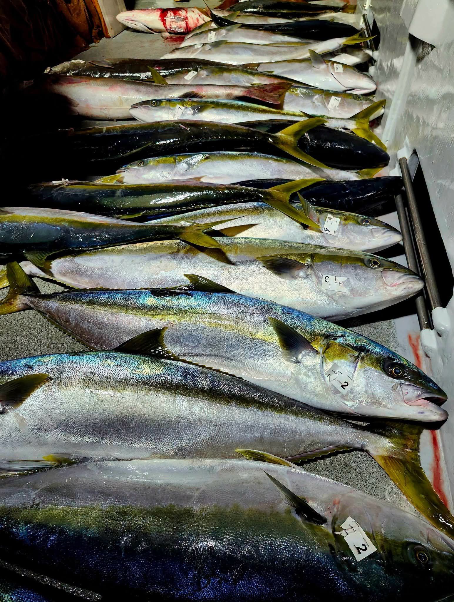 Fresh fish laid out on ice at a market, with silver bodies and yellow fins visible.