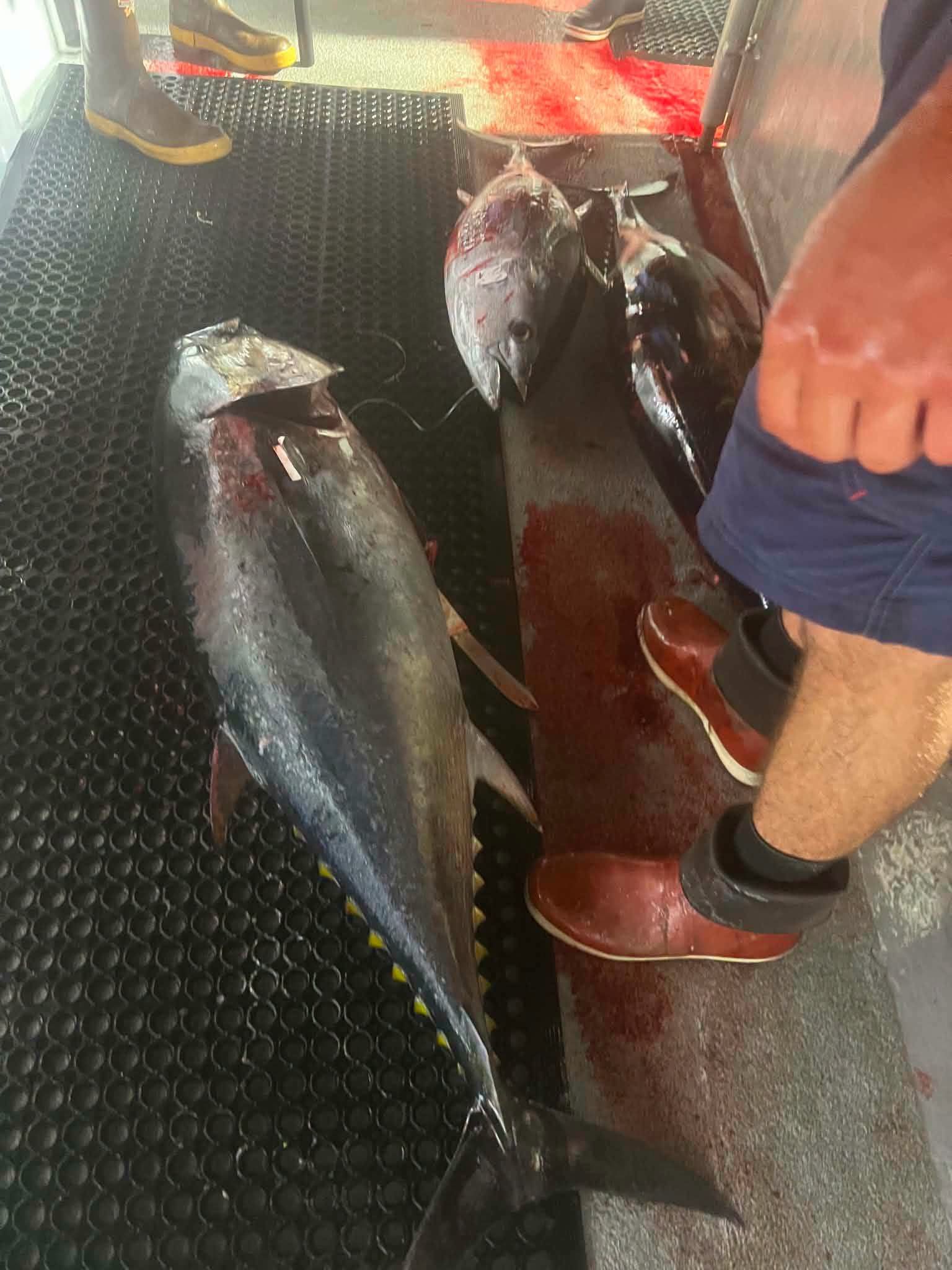 Boy on a boat holding a large, silver fish with yellow tail. Ocean in the background.