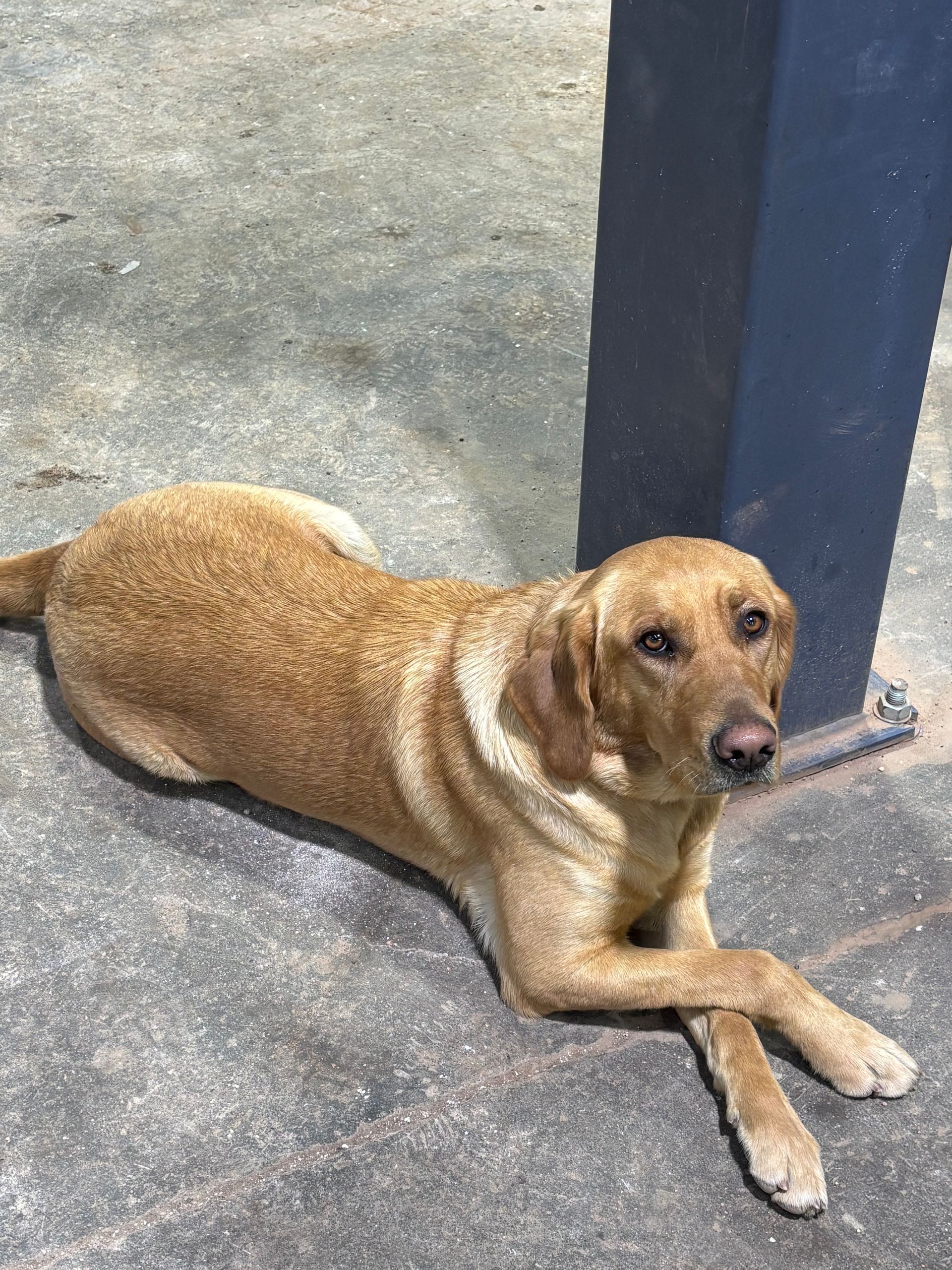 Ginger the Badlands Auto & Diesel Shop Dog