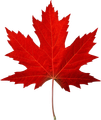 Maple Leaf