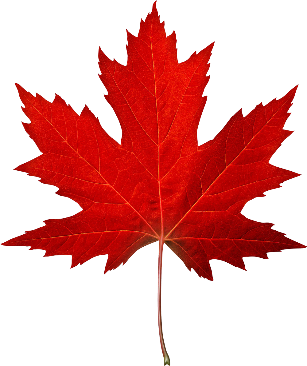 Maple Leaf