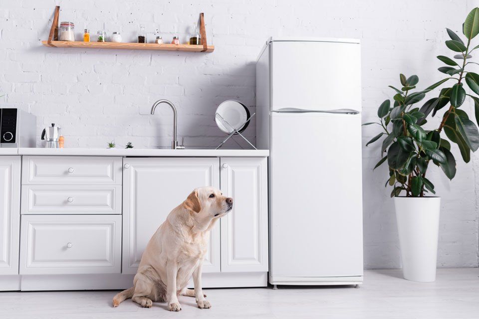 A dog is sitting in a kitchen next to a refrigerator.