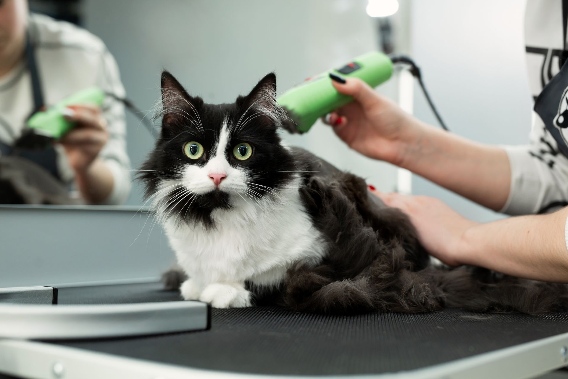 A black and white cat is being groomed by a woman.