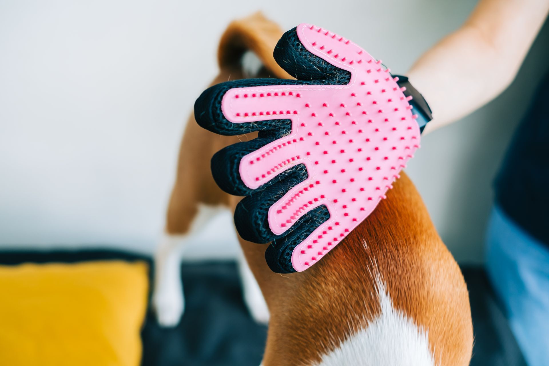 A person is grooming a dog with a pink glove.