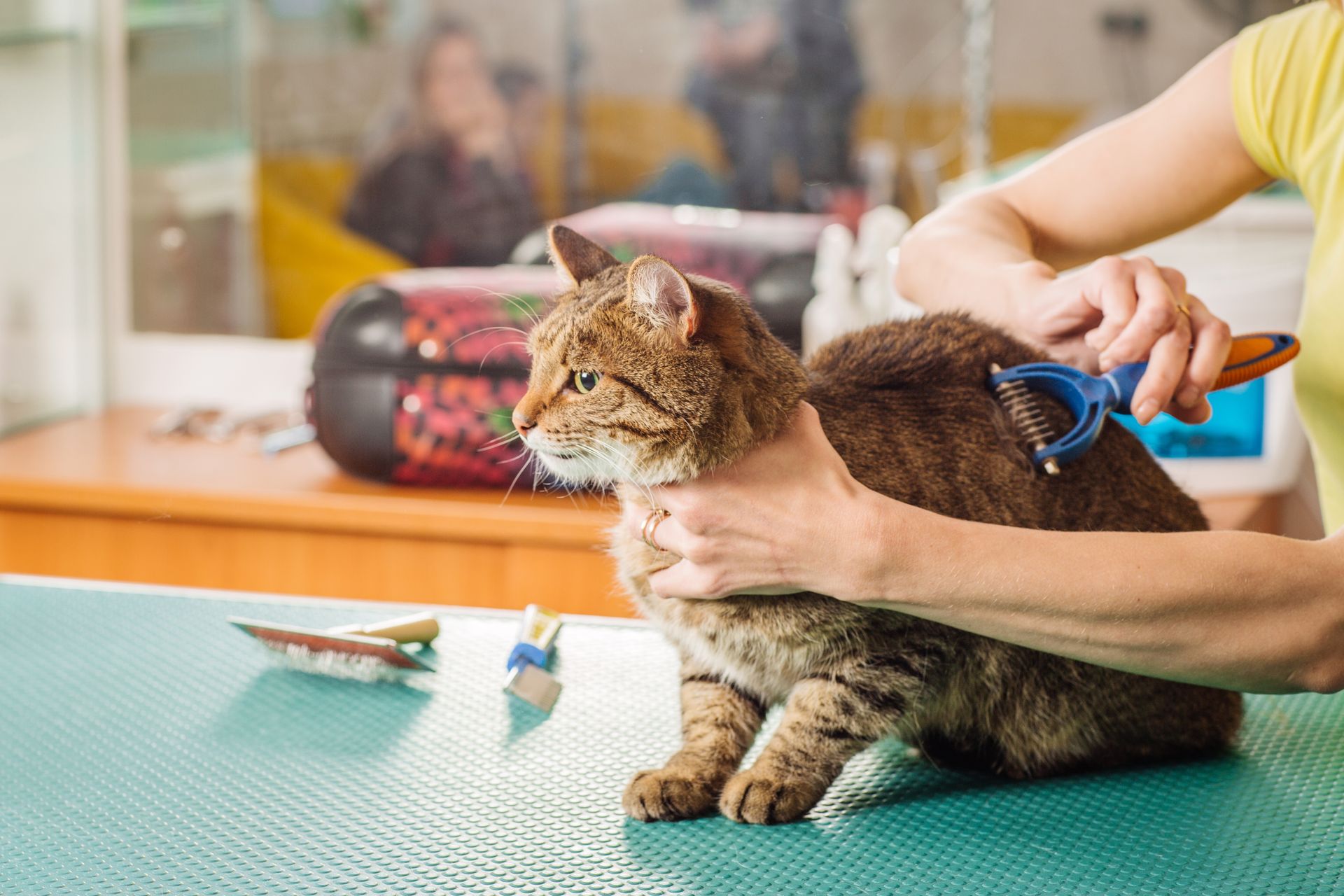 A woman is brushing a cat on a table.