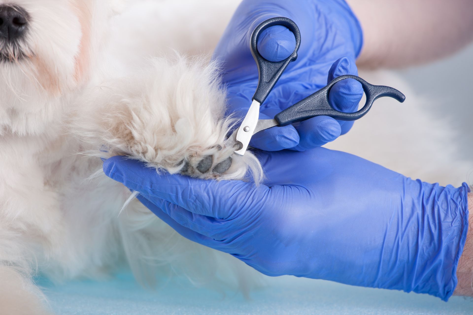 A person is cutting a dog 's nails with scissors.