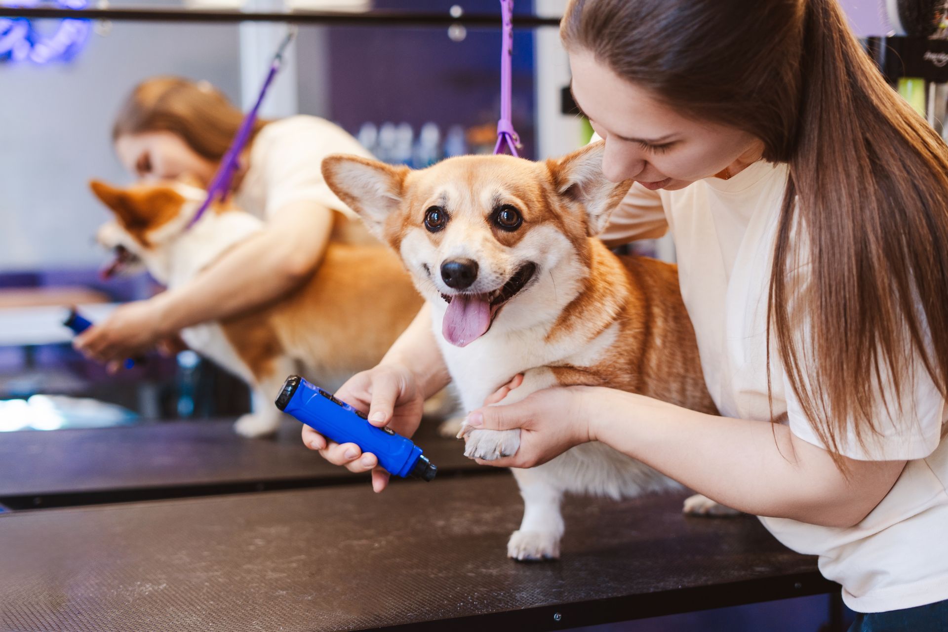A woman is grooming a corgi dog in a grooming salon.