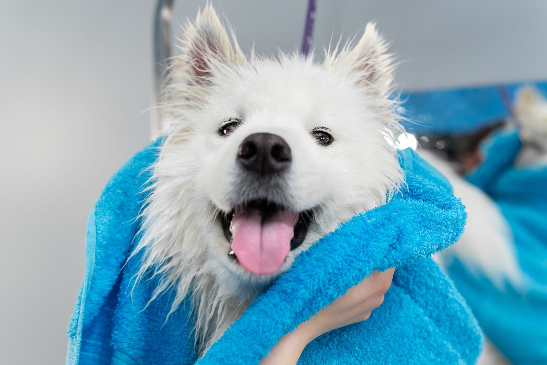 A white dog is wrapped in a blue towel.