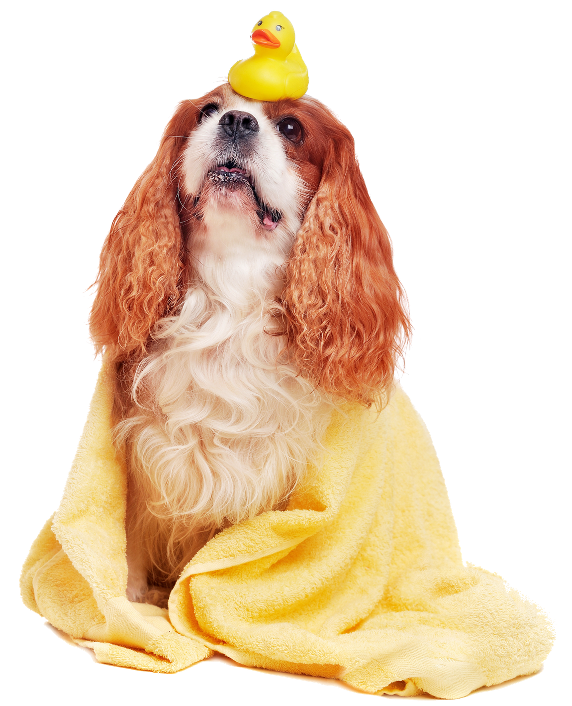 A brown and white dog with a yellow rubber duck on its head