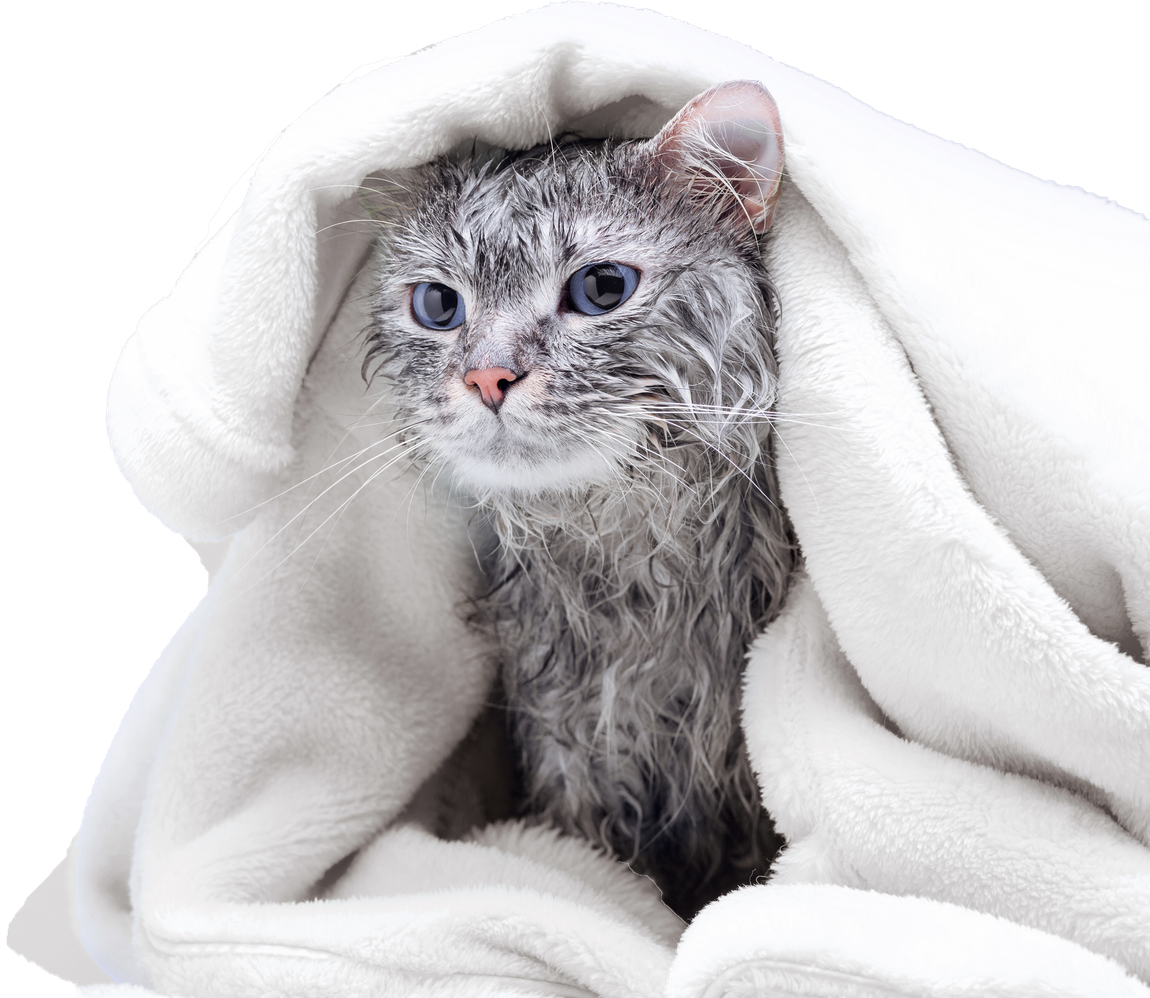 A wet cat is wrapped in a white blanket.