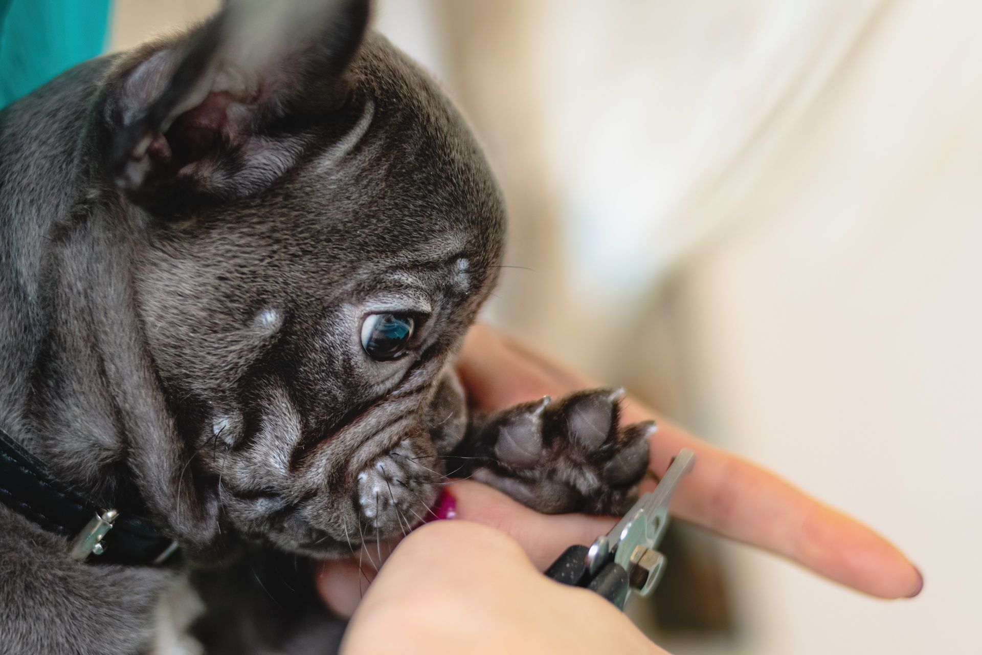 A person is cutting a dog 's nails with scissors.