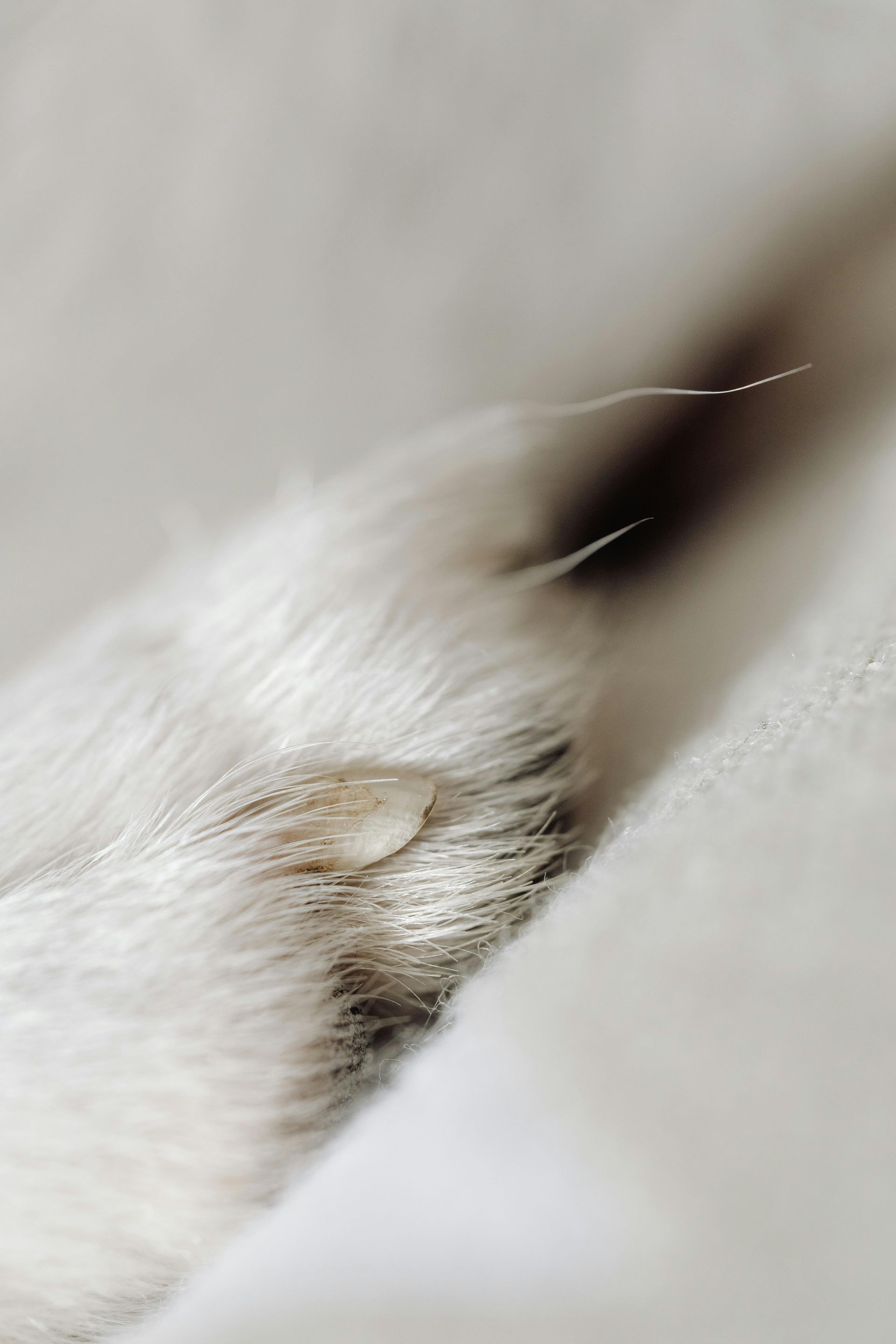 A close up of a cat 's paw on a white surface.