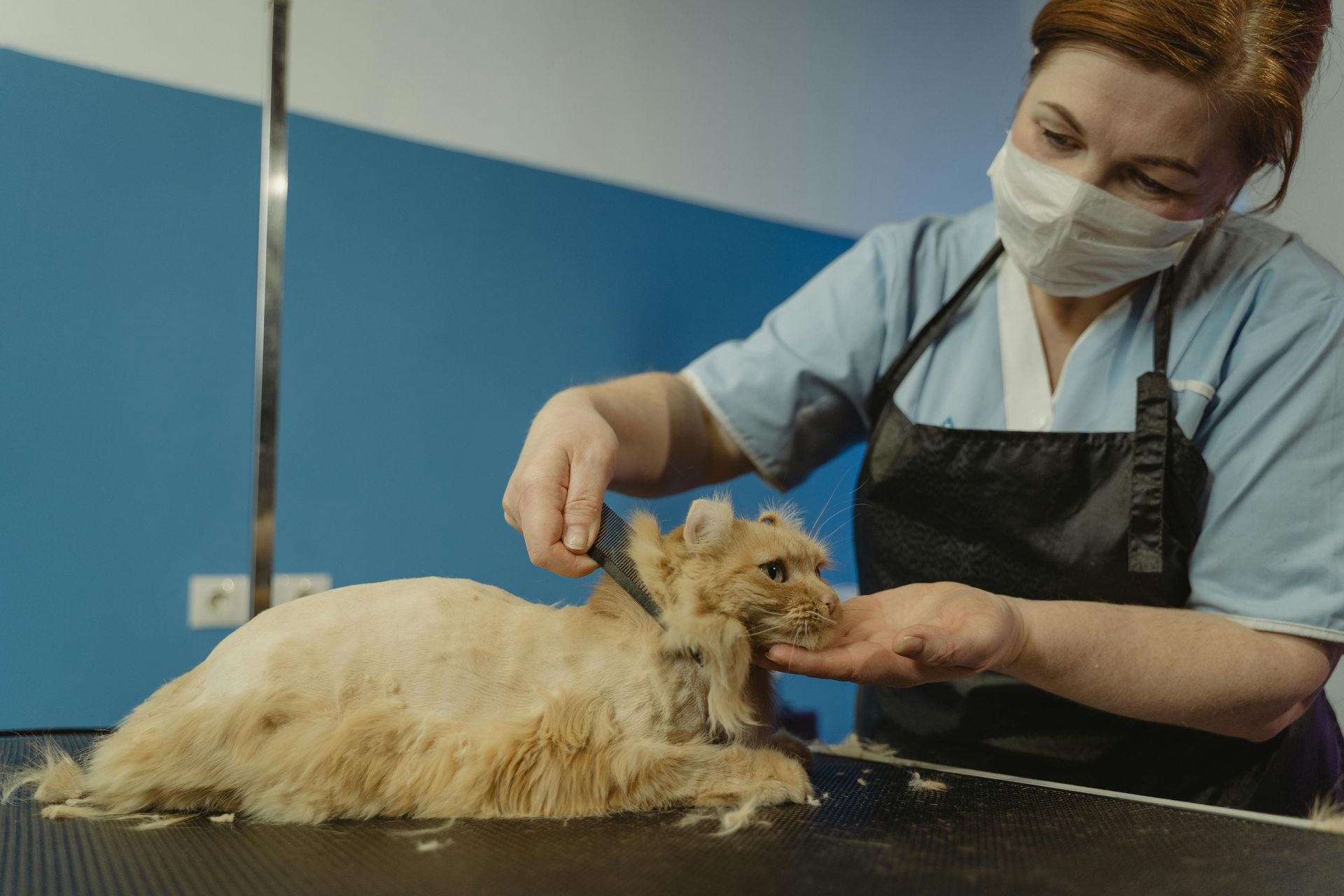 A woman wearing a mask is grooming a dog.