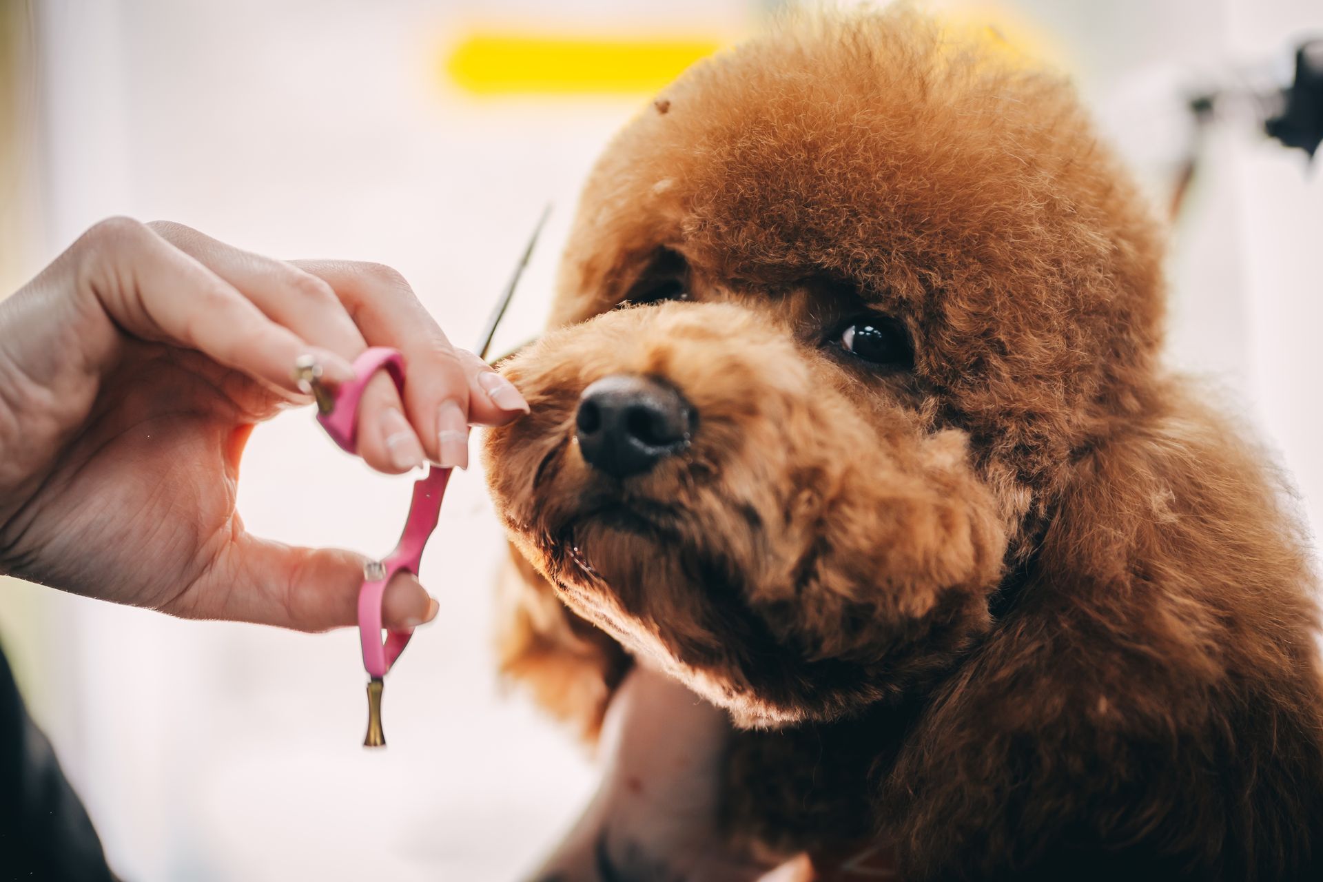A person is grooming a small brown poodle with scissors.