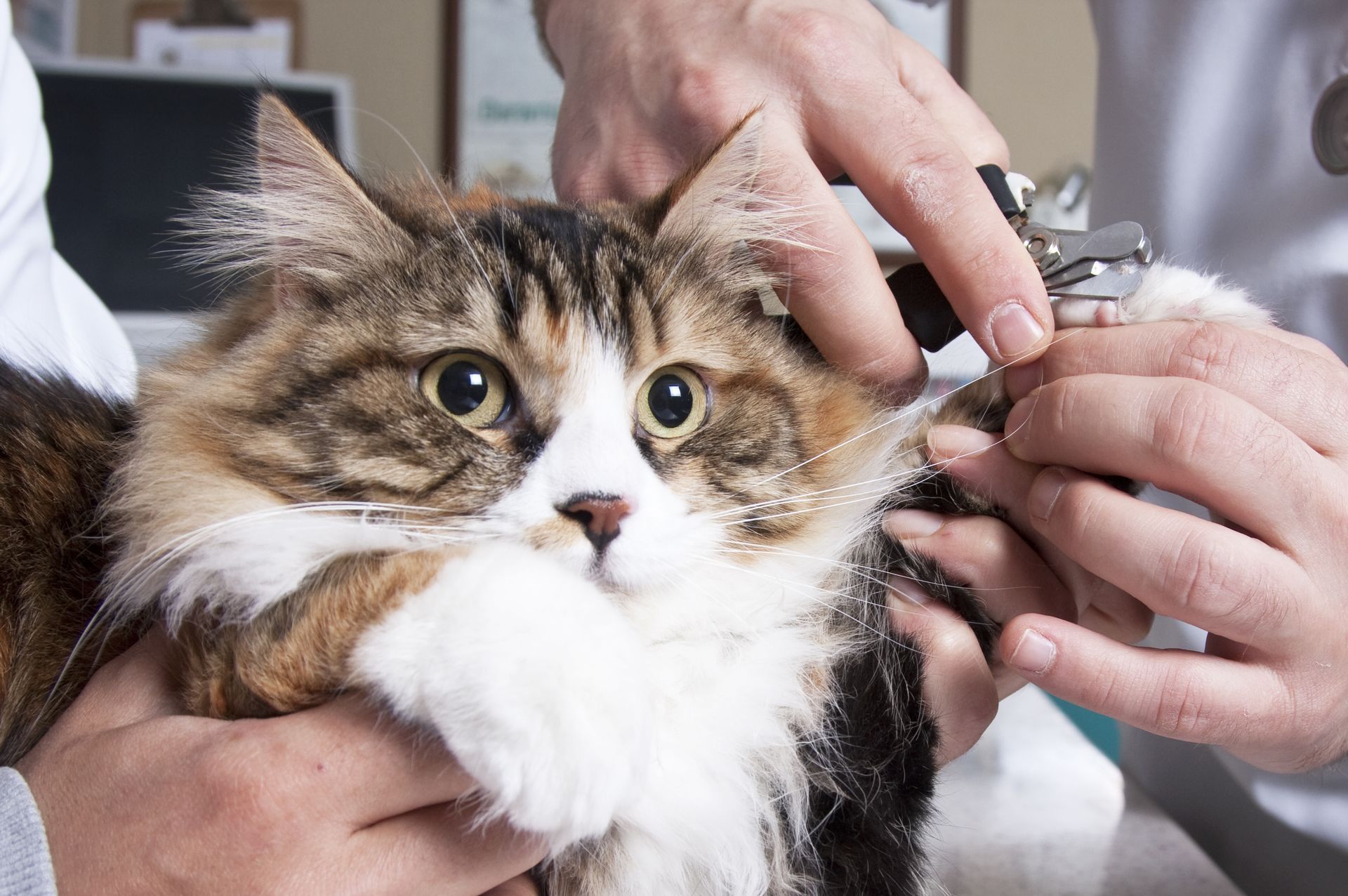 A cat is getting its nails trimmed by a veterinarian.