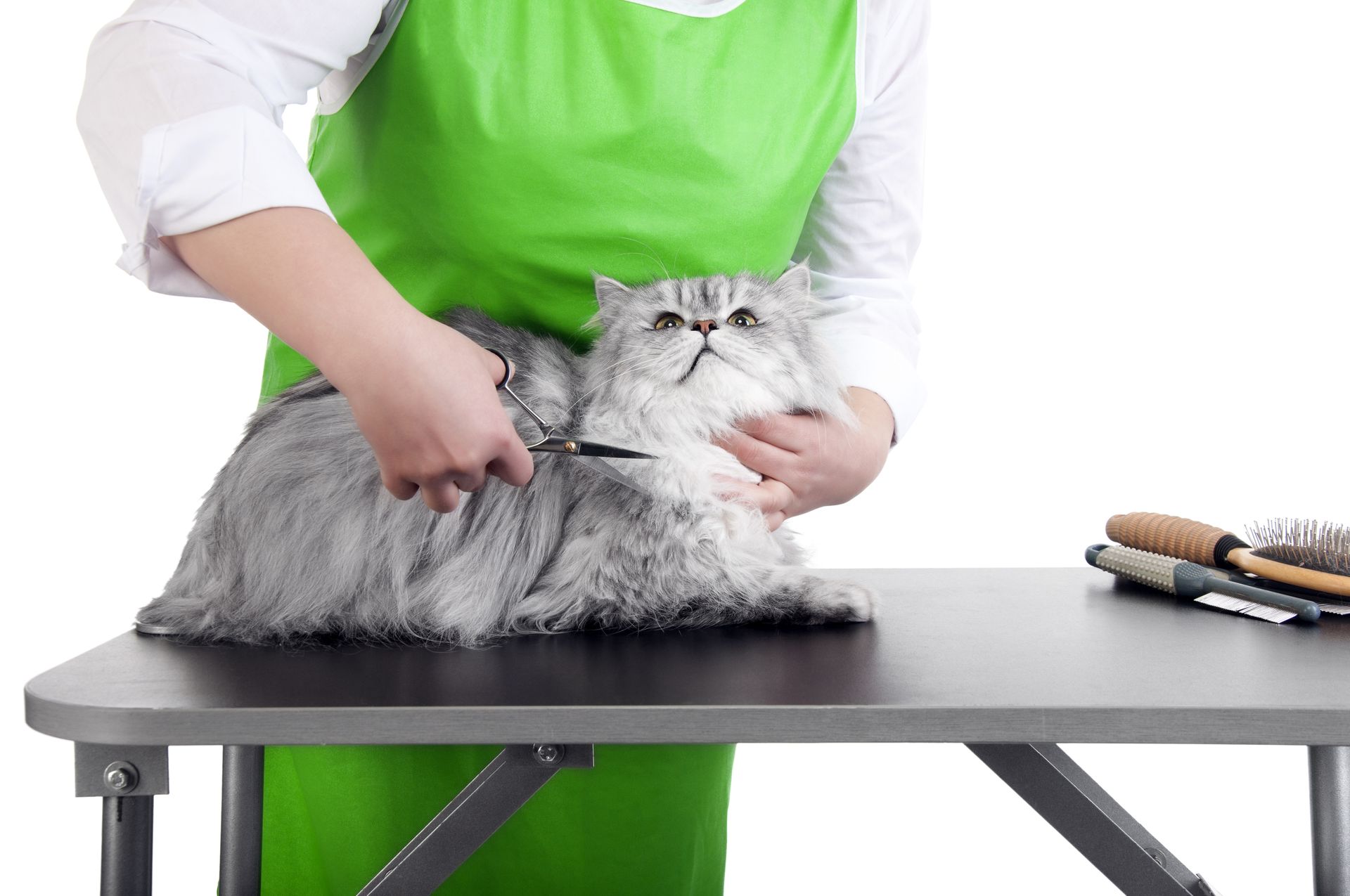 A person is grooming a cat on a table with scissors.