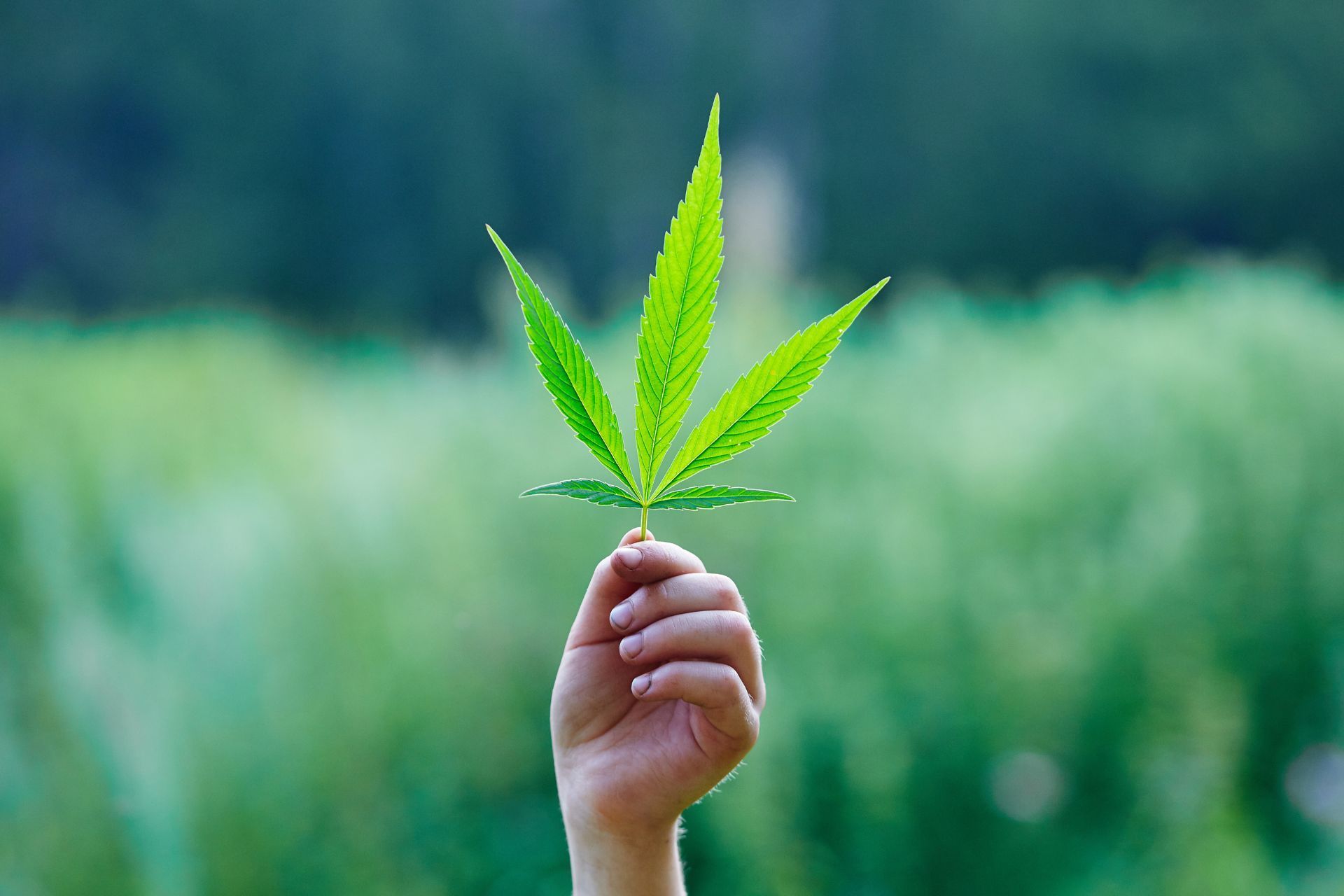 Insurance Strategies for Colorado's Cannabis Industry