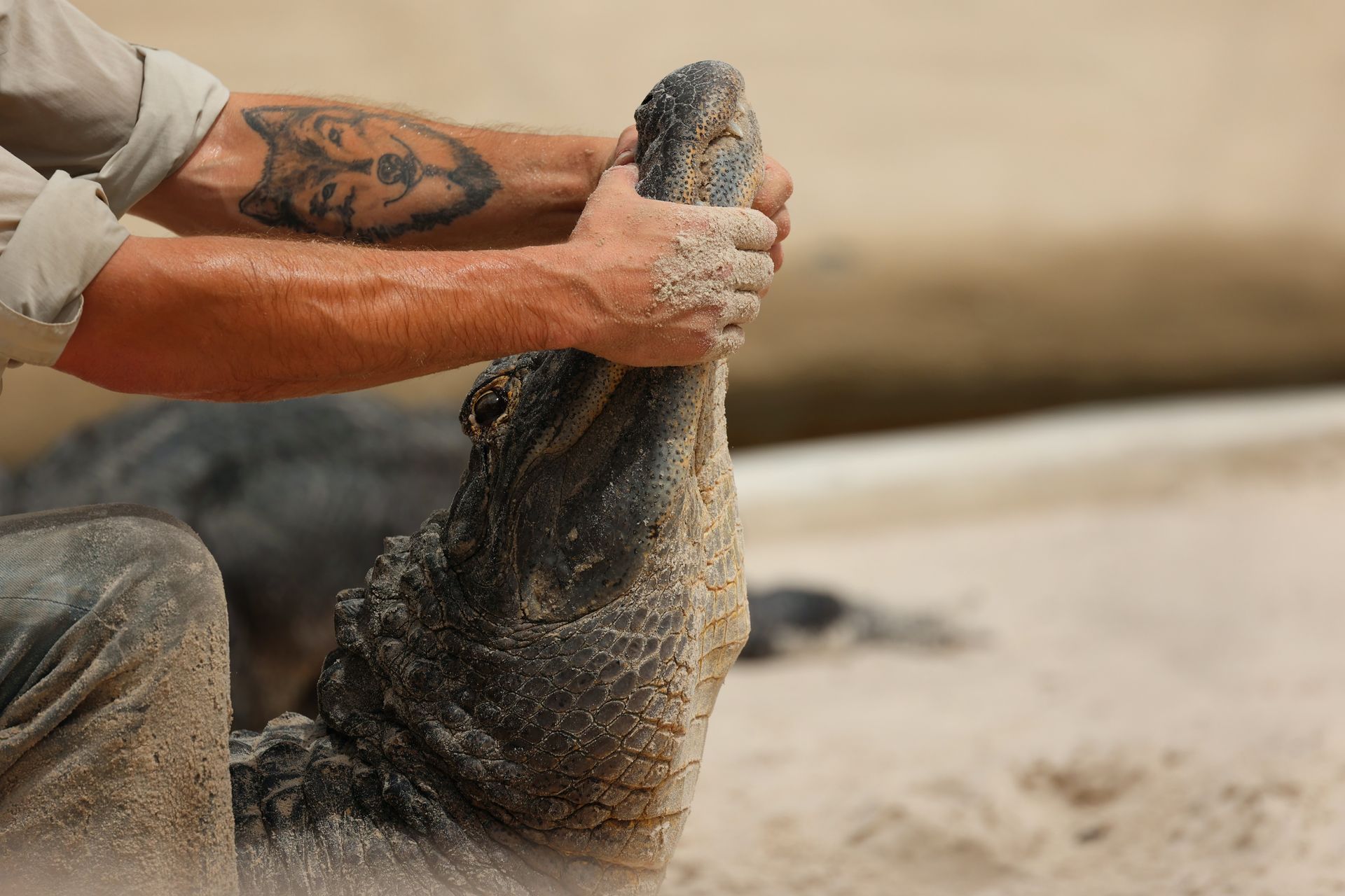 Gatorworld