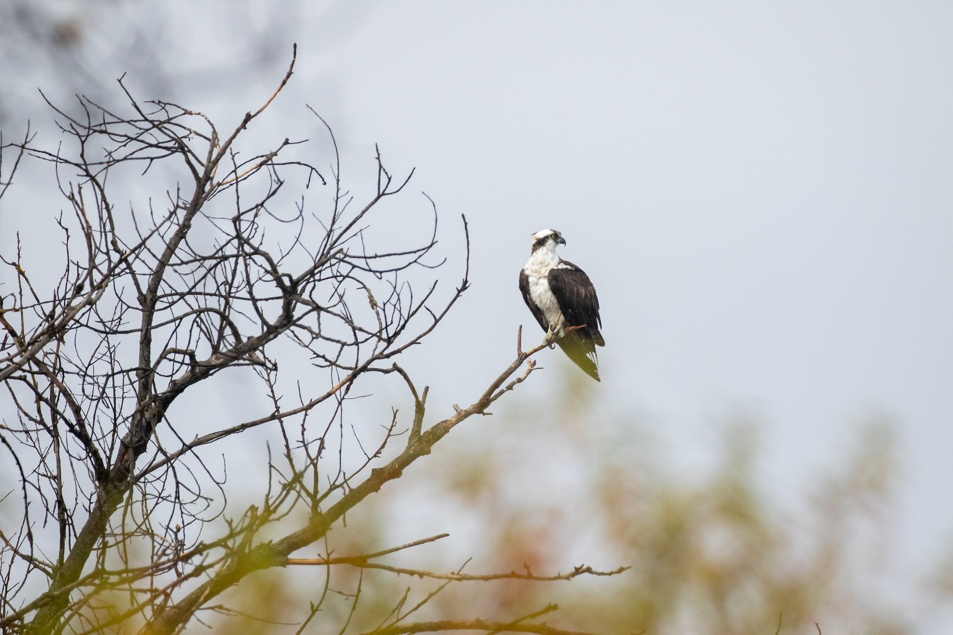eagle