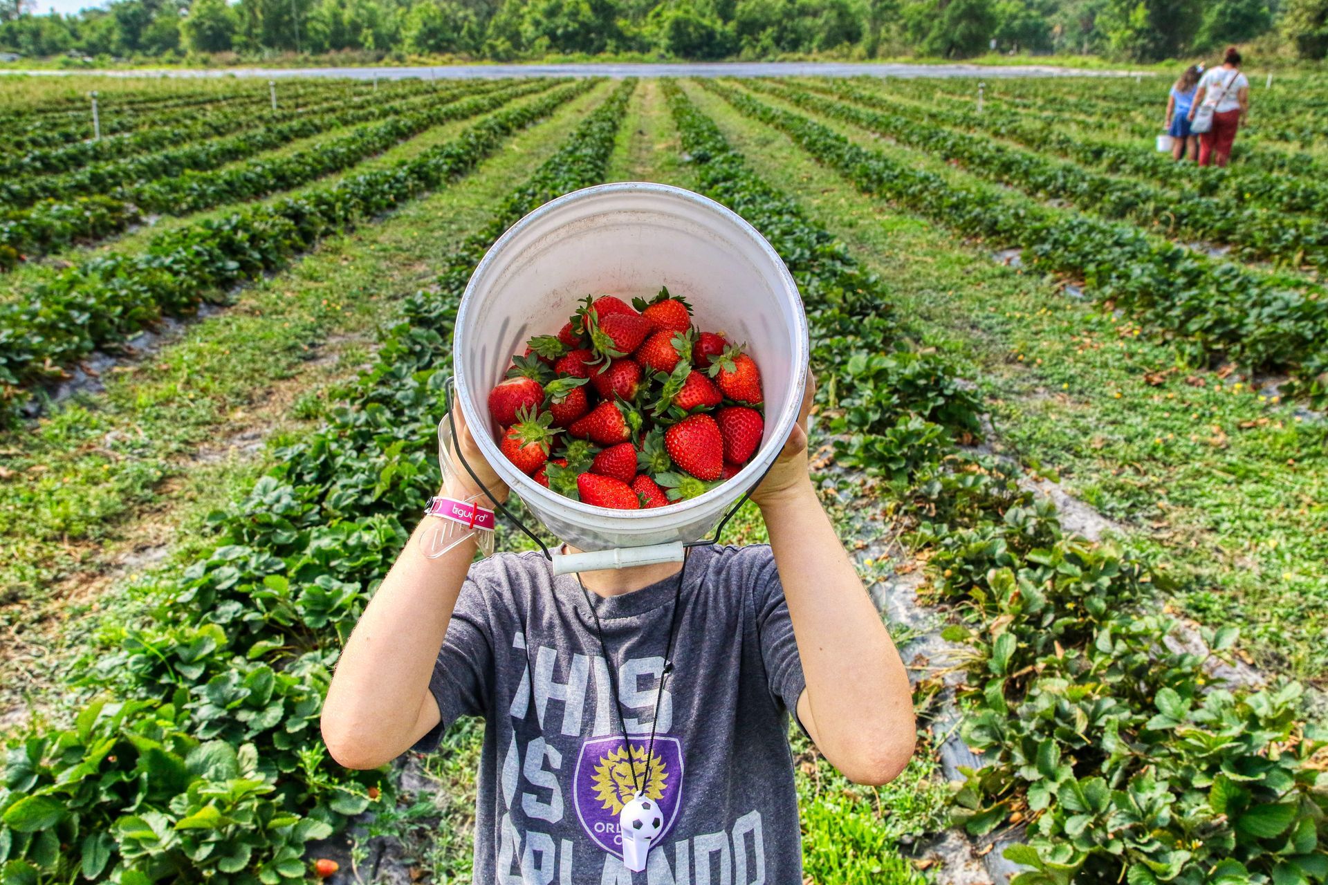 Kissimmee strawberry farm