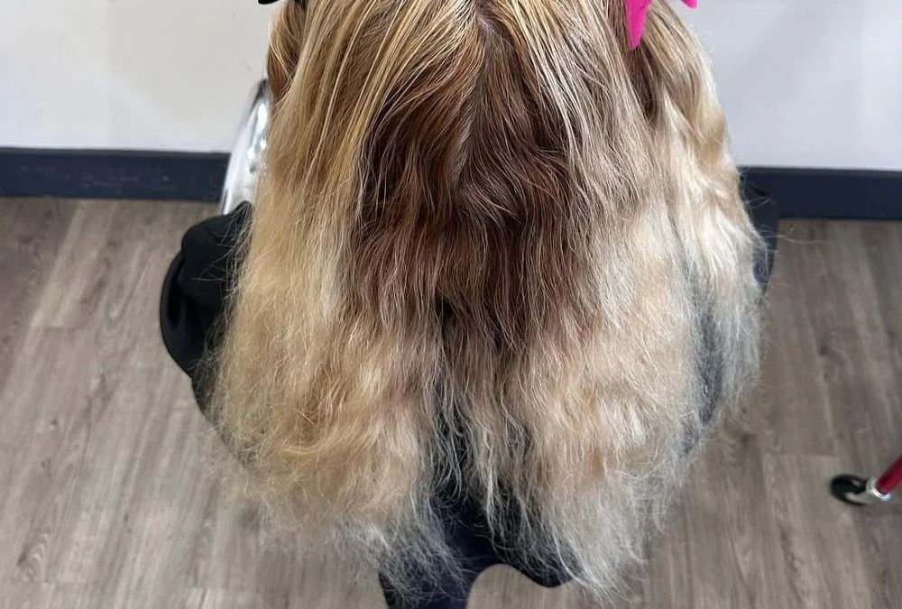 Blonde Hair With Dark Roots in Sections — Oh So Blonde Hair Studio in Buddina, QLD