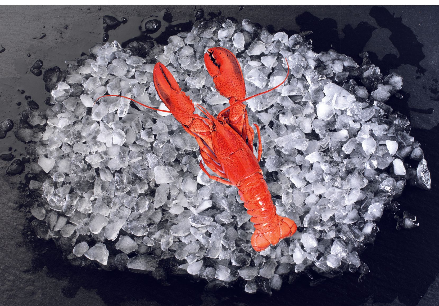 Homard canadien cuit
